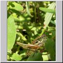 Metriopetera roeselii - Roesels Beissschrecke w01.jpg